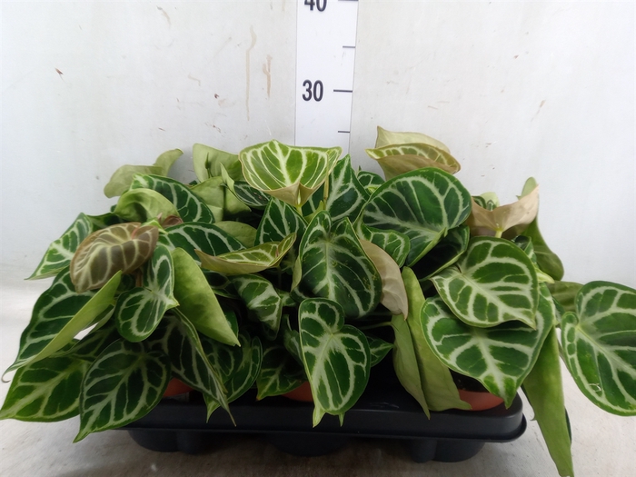 <h4>Anthurium   ...</h4>