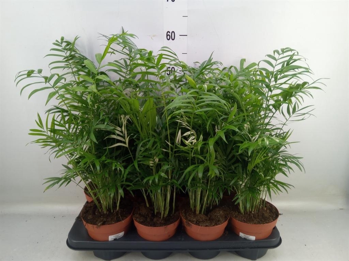 <h4>Chamaedorea elegans</h4>