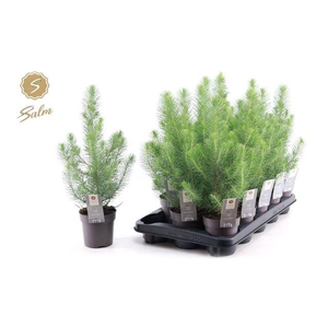 !! PROMO !! PINUS SILVER CREST P10.5