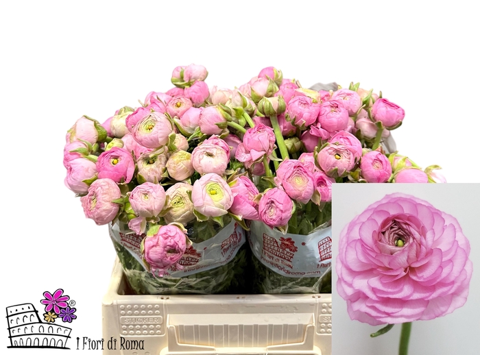 <h4>RAN DOLCEVITA ROSE</h4>