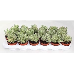 Crassula moneymaker varigata