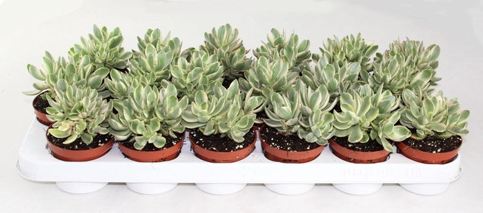 <h4>Crassula moneymaker varigata</h4>
