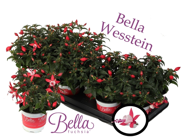 <h4>Bella Fuchsia 'Evita' ( Staand )</h4>
