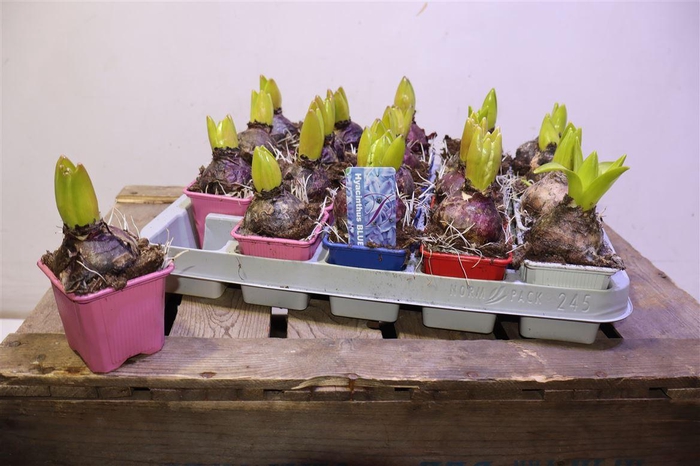 <h4>Hyacin Gem 4 Kl</h4>