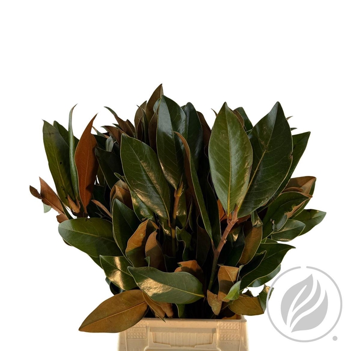 <h4>Magnolia Blad 400gr</h4>