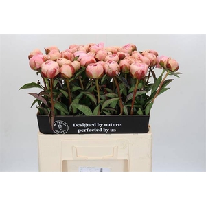 Paeonia albert crousse