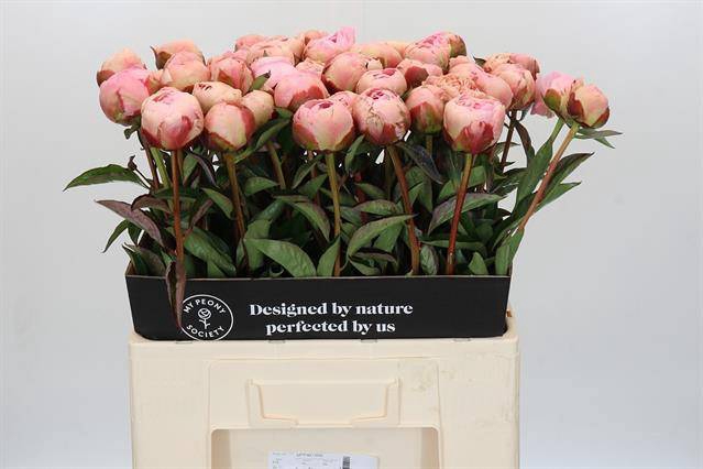 Paeonia albert crousse