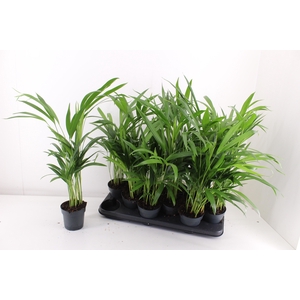 DYPSIS LUTESCENS