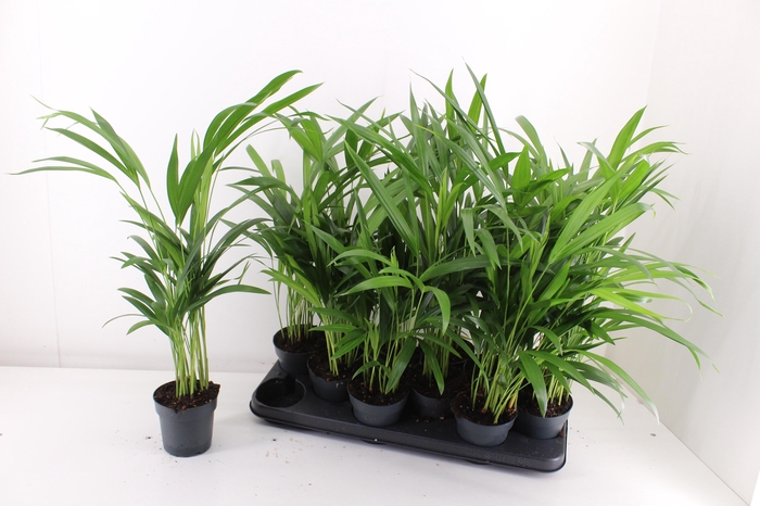 <h4>DYPSIS LUTESCENS</h4>