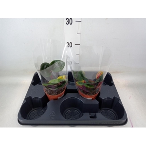 Geogenanthus cil. 'Midnight Pearl'