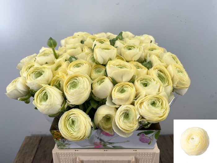 <h4>RAN SU COMMEDIA</h4>