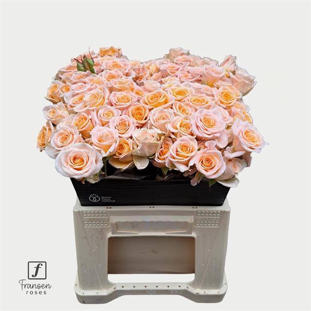 <h4>Rosa spray morning star</h4>