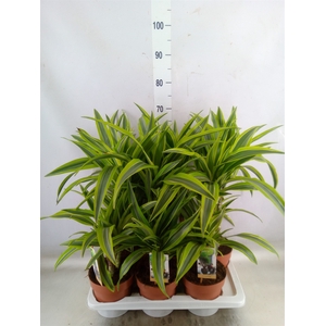 Dracaena fr de 'LemonLime'