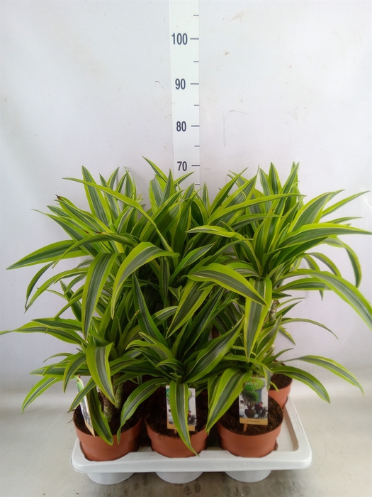 <h4>Dracaena fr de 'LemonLime'</h4>