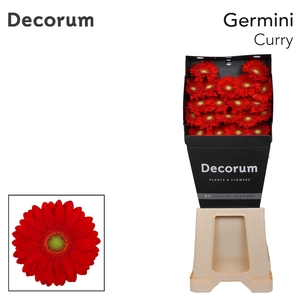 Germini Curry Diamond