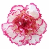 Dianthus St Komachi