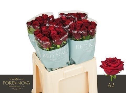 <h4>Rosa large red naomi! Porta Nova</h4>