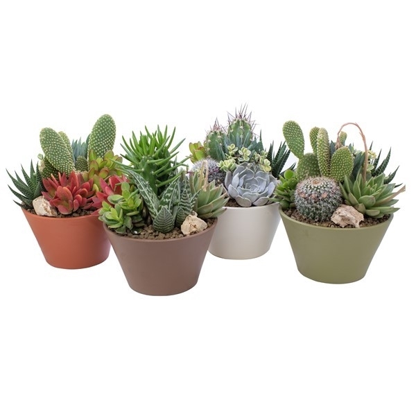 <h4>CACTUS/SUCCULENT ARRANGEMENT IN Ø18 BOWL - AVAILABLE COLOURS: SAGE GREEN, ANTIQUE WHITE, GRAY- IN CARDBOARD BOX CM 24X24</h4>