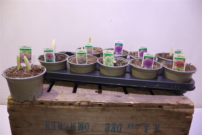 <h4>Alli Gem 5 Soorten</h4>