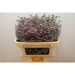 Limonium Safora Oshi Pink