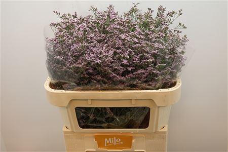<h4>Limonium Safora Oshi Pink</h4>