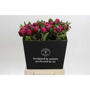 Paeonia Red Sarah