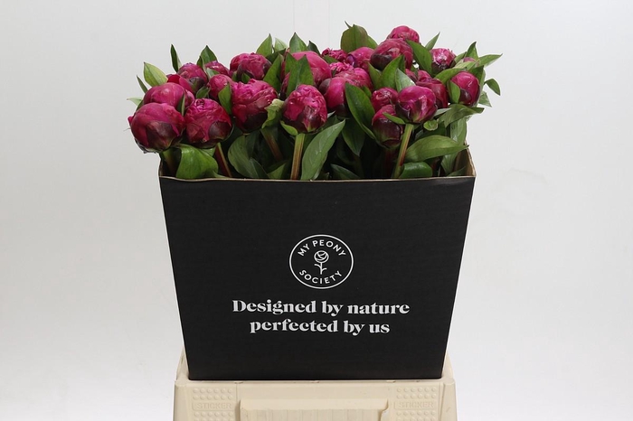 <h4>Paeonia Red Sarah</h4>