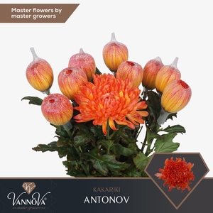 Chr G Antonov Kakariki