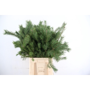 PINUS ALASKA PER STEM 065CM