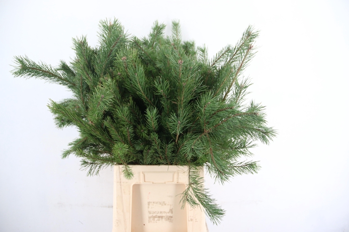 <h4>PINUS ALASKA PER STEM 065CM</h4>