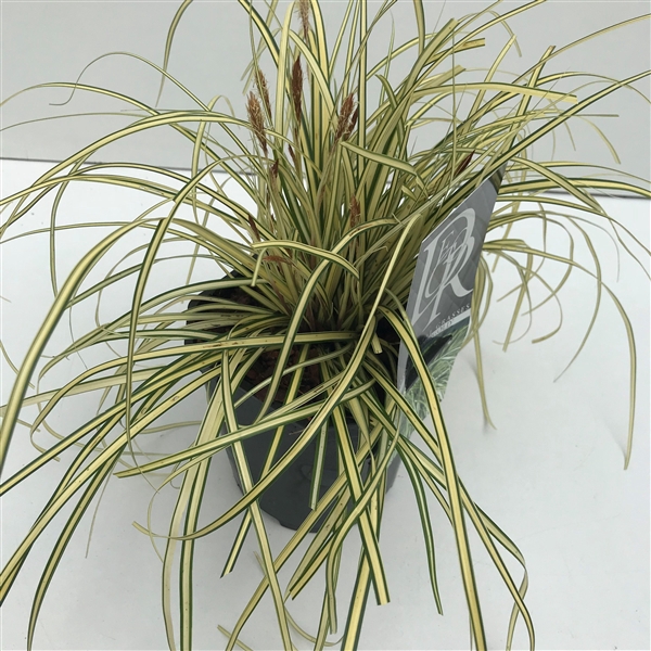 <h4>Graminées Carex 'Evergold'</h4>
