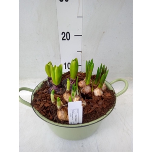 Arr.   Bol/Knolgewas L%