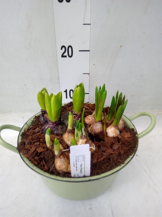 <h4>Arr.   Bol/Knolgewas L%</h4>