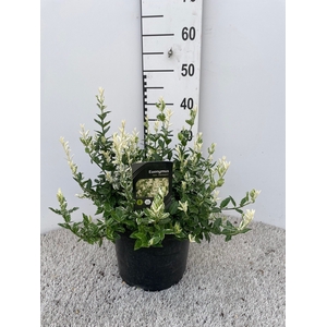 EUONYMUS FO HARLEQUI