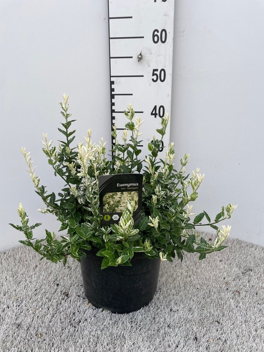 <h4>EUONYMUS FO HARLEQUI</h4>