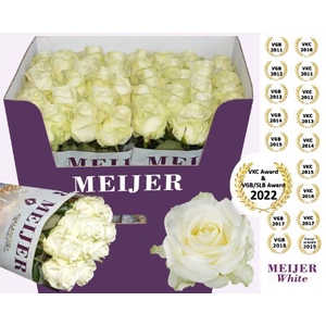 Rozen Rosa Avalanche