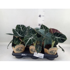Alocasia   ...