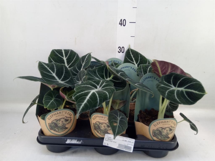 <h4>Alocasia   ...</h4>