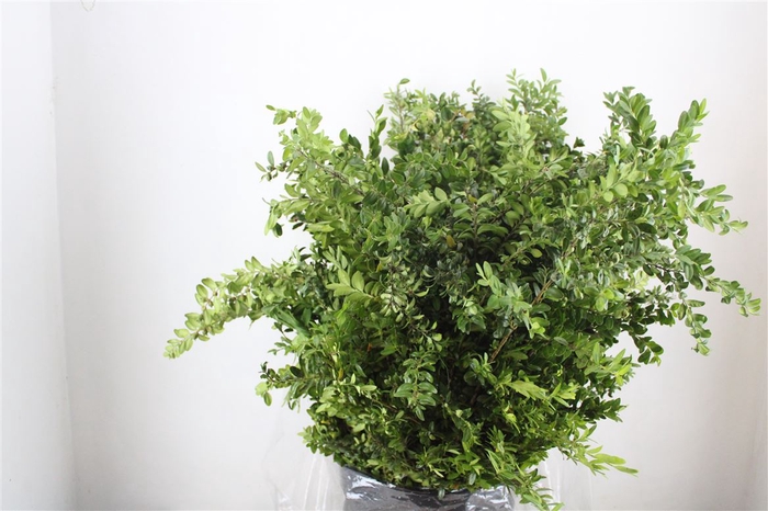 Buxus Green P Bunch