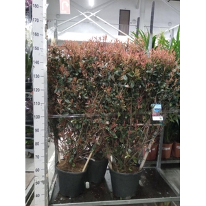 Photinia fraseri