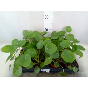 Pilea peperomoides