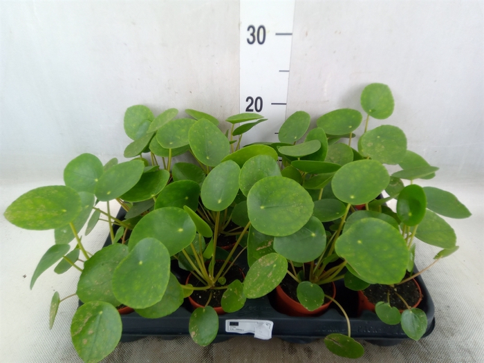 <h4>Pilea peperomoides</h4>