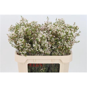 Chamelauc Morning Delight