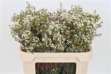 <h4>Chamelauc Morning Delight</h4>