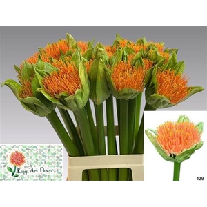 Scadoxus Orange Wonder