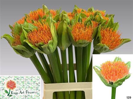<h4>Scadoxus Orange Wonder</h4>