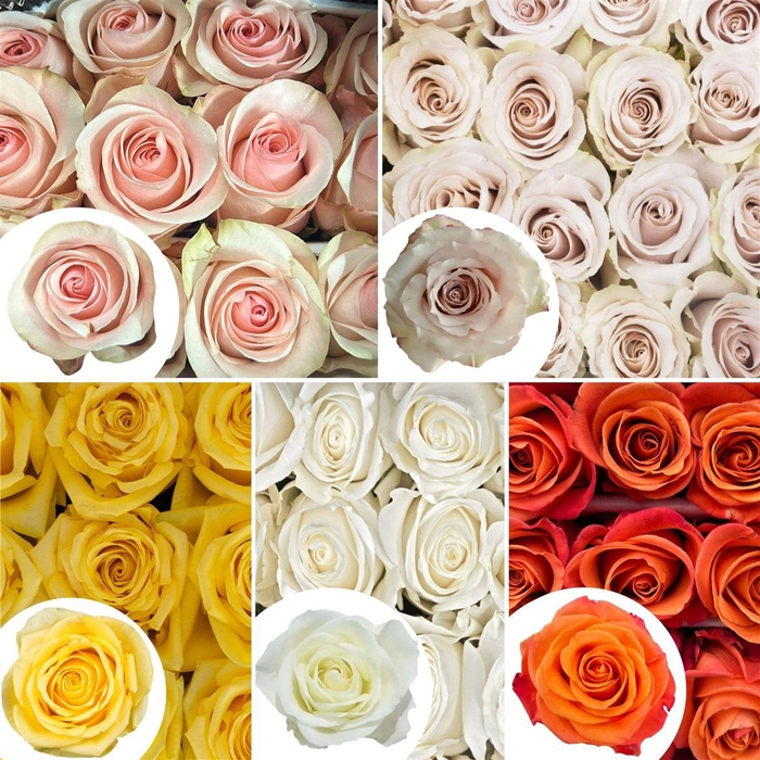 <h4>R Eq Mix Quicks, Tibet, Flirty, Cancun, Orange</h4>