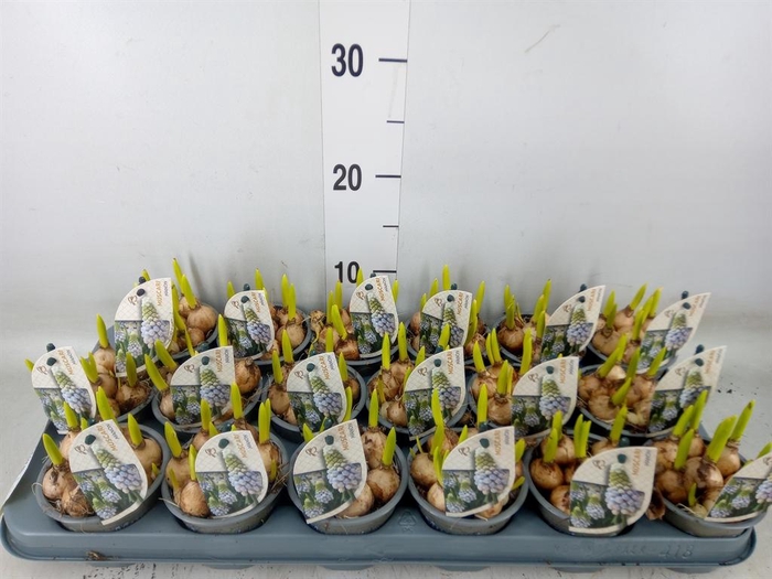 <h4>Muscari  'Manon'</h4>