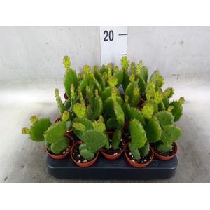 Opuntia humifusa