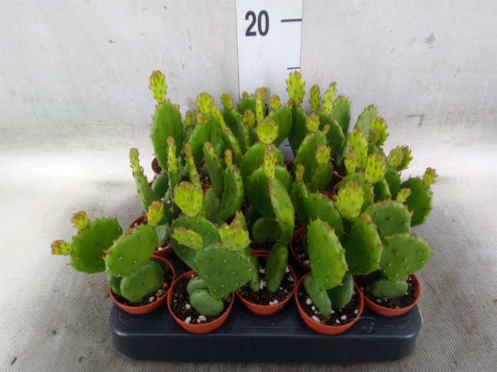 <h4>Opuntia humifusa</h4>